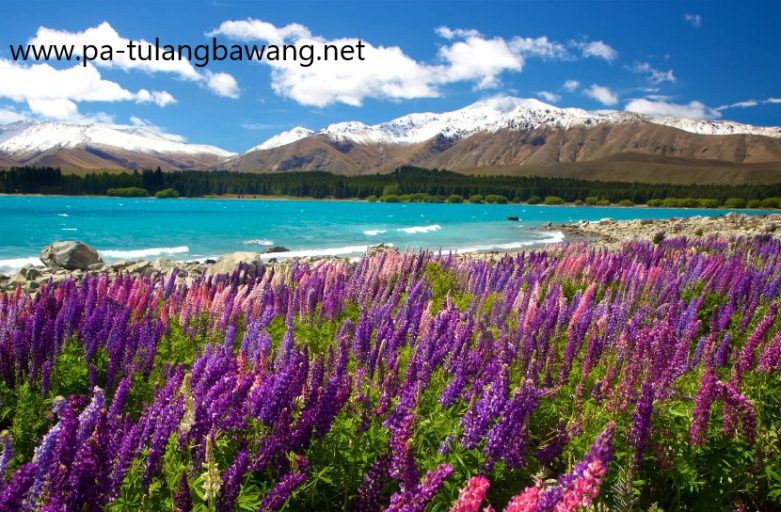Danau Tekapo Surga